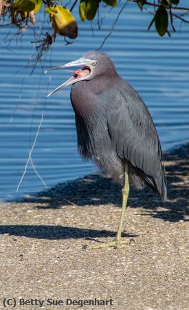 Missing Image: i_0034.jpg - Help-Little-Blue-Heron