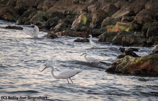 Missing Image: i_0036.jpg - The-Playground-Great-Egrets