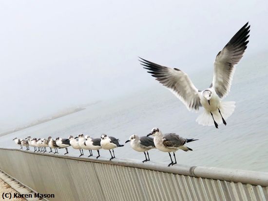 Missing Image: i_0039.jpg - Seagulls