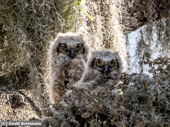 Missing Image: i_0004.jpg - Baby Owls 18