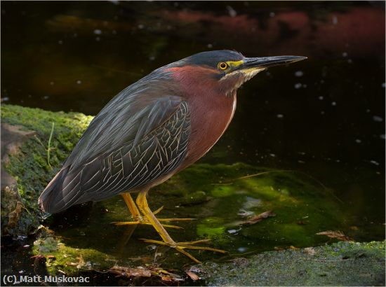 Missing Image: i_0010.jpg - Little Green Heron