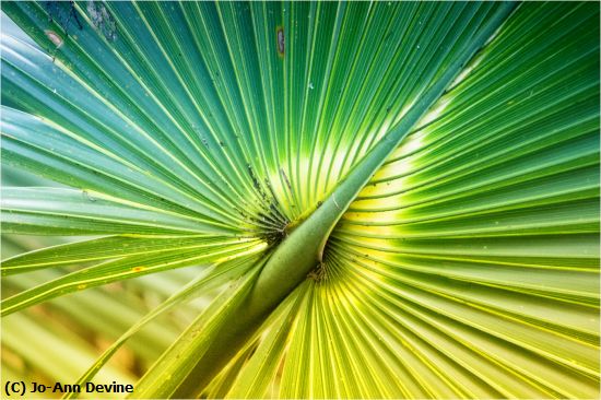 Missing Image: i_0013.jpg - Palm Leaf