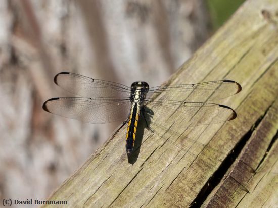 Missing Image: i_0021.jpg - Dragonfly-4