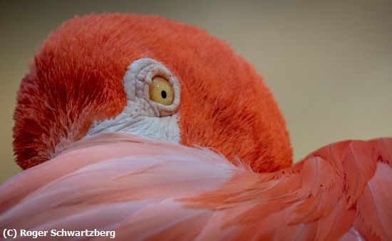 Missing Image: i_0022.jpg - Eye of the Flamingo