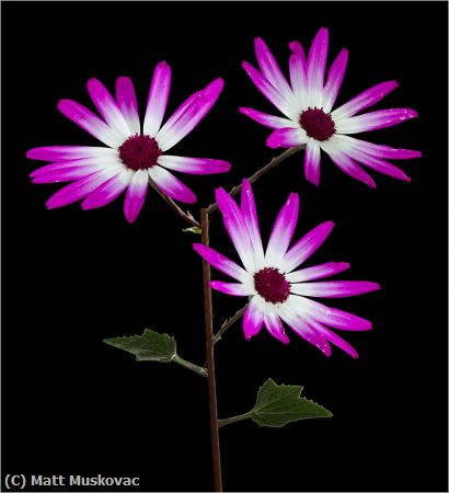 Missing Image: i_0028.jpg - Pericallis Trio