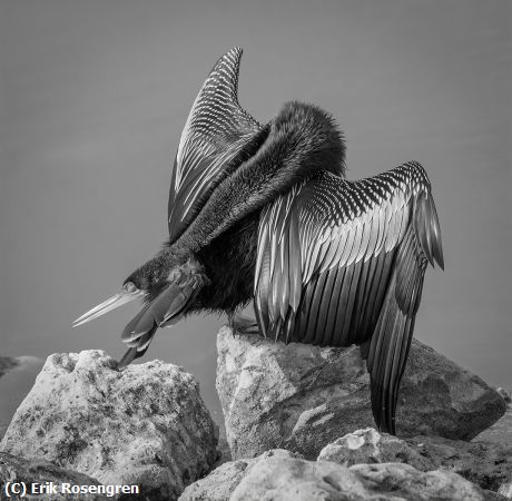 Missing Image: i_0056.jpg - Stress-relief-nap-Anhinga-6100-Edit