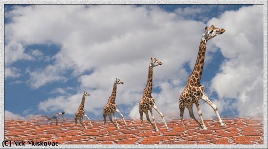 Missing Image: i_0005.jpg - Girraffe-Chase