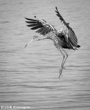 Missing Image: i_0039.jpg - Prior-to-touchdowndown-Limpkin