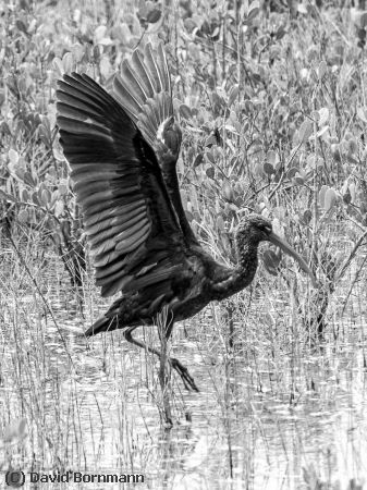 Missing Image: i_0041.jpg - Glossy Ibis