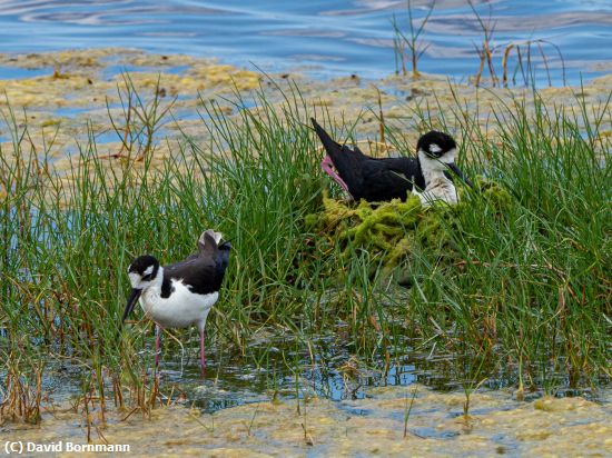 Missing Image: i_0001.jpg - Stilts with nest