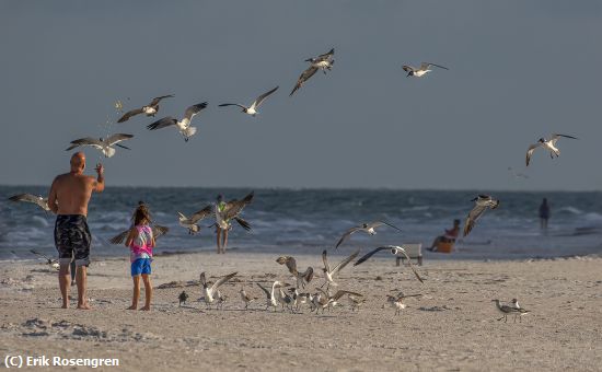 Missing Image: i_0005.jpg - Feeding-gulls-Indian-Rocks-beach