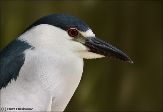 Missing Image: i_0011.jpg - Black Crowned Night Heron