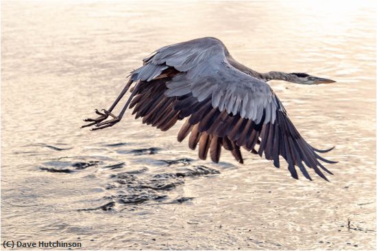 Missing Image: i_0012.jpg - Great Blue Heron in Flight