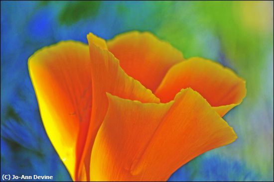 Missing Image: i_0014.jpg - California Poppy