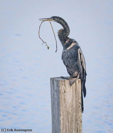 Missing Image: i_0017.jpg - Dentalflose-perhaps-Anhinga