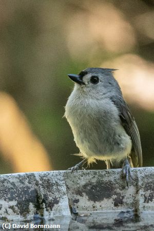 Missing Image: i_0020.jpg - Tufted Titmouse