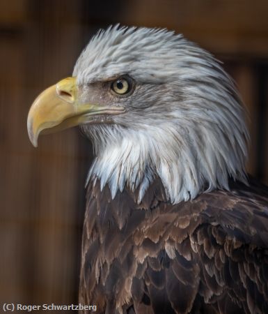 Missing Image: i_0024.jpg - Patriotic Thinker