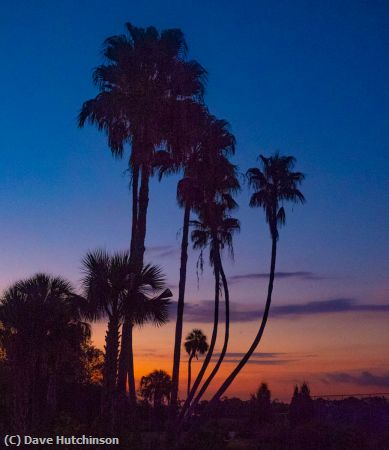 Missing Image: i_0027.jpg - Tall Palms in the Blue Hour