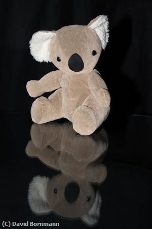 Missing Image: i_0029.jpg - Bear on tabletop