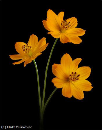 Missing Image: i_0041.jpg - Orange Cosmos Trio