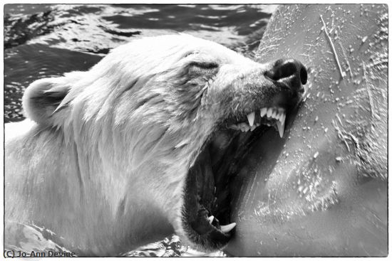 Missing Image: i_0043.jpg - Angry Polar Bear