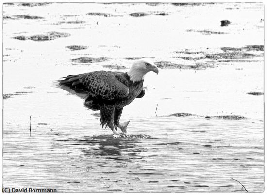 Missing Image: i_0045.jpg - Eagle with fish