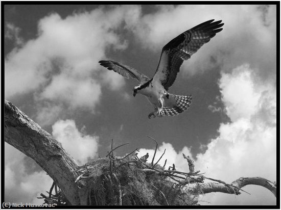 Missing Image: i_0048.jpg - Osprey-in-Flight