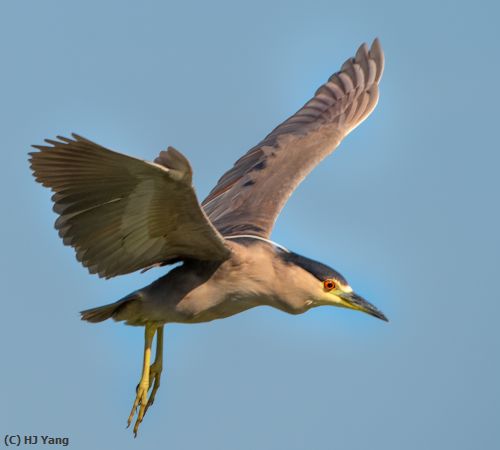 Missing Image: i_0006.jpg - Night heron