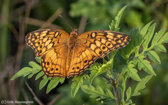 Missing Image: i_0008.jpg - Variegated-Fritillary-Butterfly