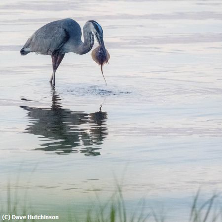 Missing Image: i_0014.jpg - Great Blue Heron with Stingray