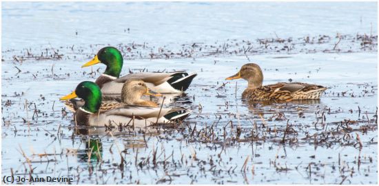 Missing Image: i_0016.jpg - Mallard Family