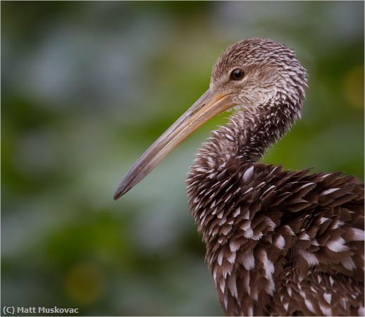 Missing Image: i_0018.jpg - Limpkin Closeup