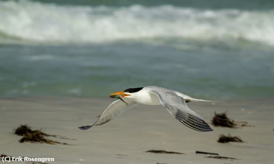 Missing Image: i_0027.jpg - Releaving-himself-Least-Tern