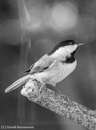 Missing Image: i_0058.jpg - Carolina Chickadee