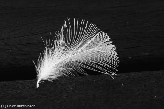 Missing Image: i_0065.jpg - White Feather