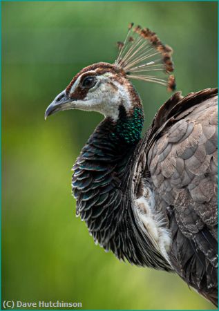 Missing Image: i_0003.jpg - Peahen Portrait-