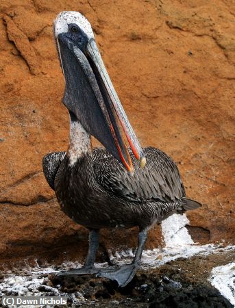 Missing Image: i_0013.jpg - Pelican On   Isabela