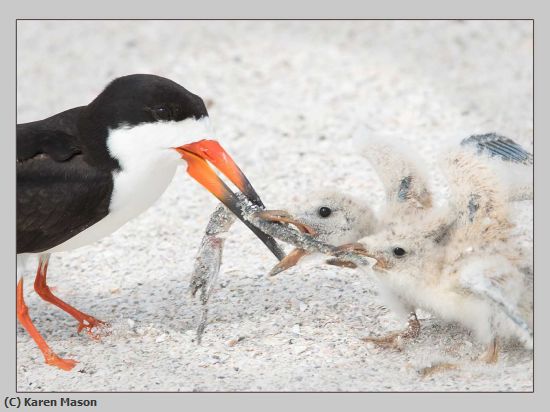 Missing Image: i_0024.jpg - Food-fight