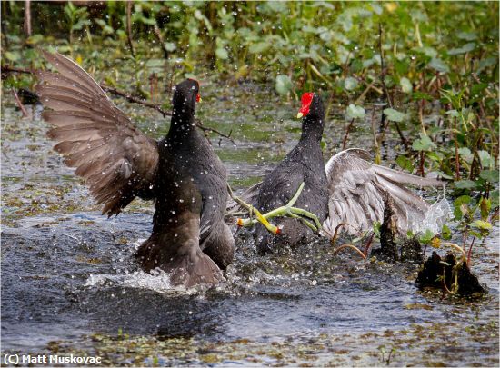 Missing Image: i_0026.jpg - Gallinules Fighting