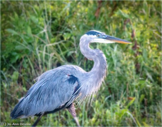 Missing Image: i_0030.jpg - Great Blue Strut