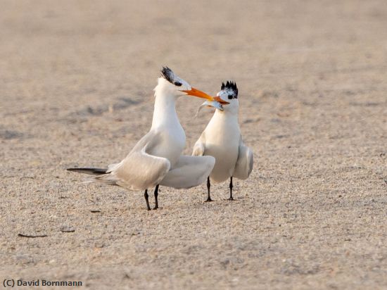 Missing Image: i_0002.jpg - Young Royal Terns