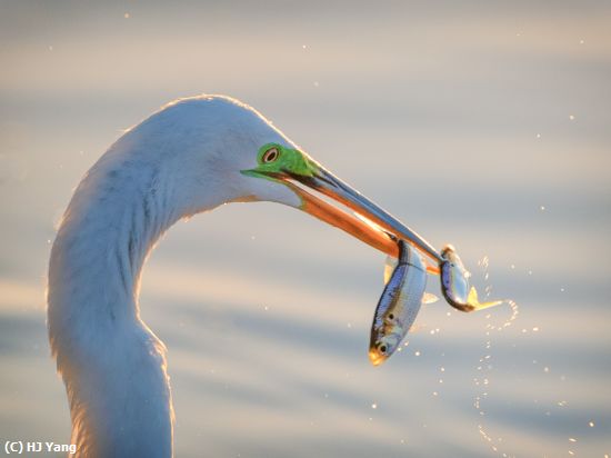 Missing Image: i_0008.jpg - Fishing