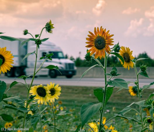 Missing Image: i_0011.jpg - Beauty at a Reststop