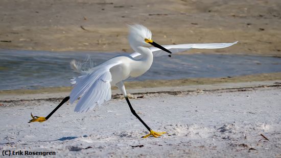 Missing Image: i_0017.jpg - Crossing-the-finish-line-Egret