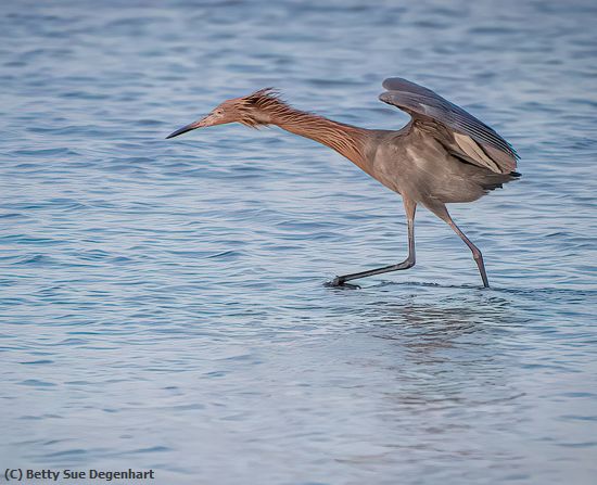 Missing Image: i_0003.jpg - Walking-on-Water-Reddish-Egret