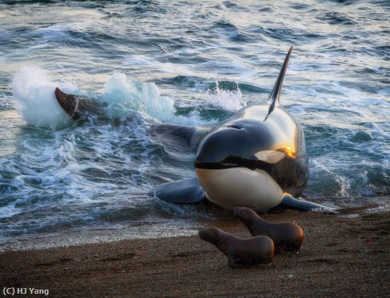 Missing Image: i_0004.jpg - Morning Orca Attack