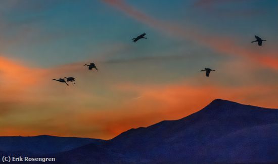 Missing Image: i_0006.jpg - Days-end-Sandhill-Cranes