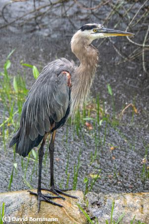 Missing Image: i_0019.jpg - Standing in the rain