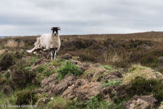 Missing Image: i_0042.jpg - Ram on the Moors