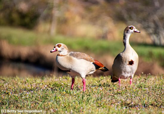 Missing Image: i_0002.jpg - Egyptian Geese